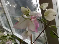 17032008549.webp