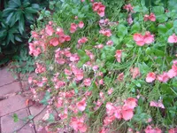 DSC00861.webp