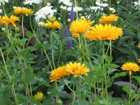 garten  2007 041.webp
