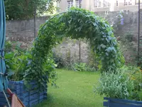 beide Hochbeete mit Gurken.webp