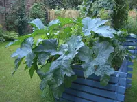 links_Zucchini und Co.webp