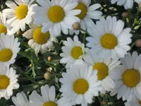 garten  2007 020.webp