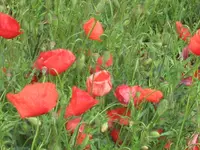 garten  2007 033.webp