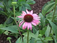 garten  2007 036.webp