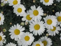garten  2007 034.webp