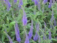 garten  2007 038.webp
