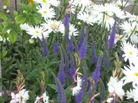 garten  2007 040.webp