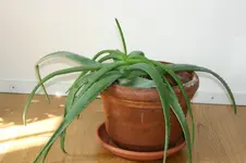 200_0033.webp