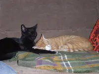 RIMG0023.webp