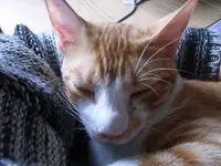 RIMG0071.webp