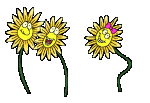 sonnenblume10.gif