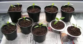 paprika.webp