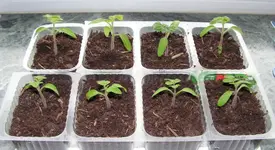 buschtomaten.webp