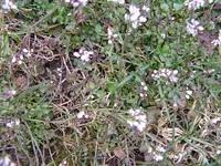 PICT0004a.webp