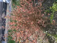 M0010891.webp