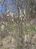 M0010893.webp