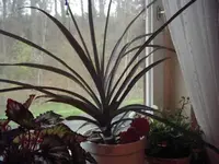 Ananas 007.webp