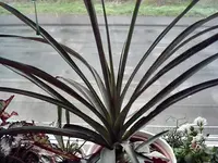 Ananas 015.webp