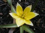 tulpe1.JPG