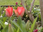 tulpe2.JPG