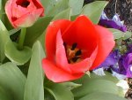 tulpe3.JPG