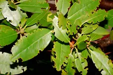 Rhodo.webp
