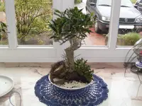 Bonsai.webp