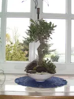 Bonsai2.webp