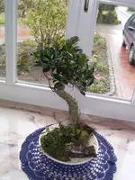 Bonsai3.webp