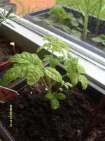 K800_S7302282.webp