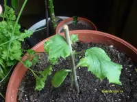 K800_S7302285.webp