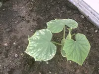IMAG0406.webp
