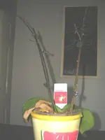 orchi1.webp