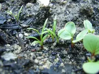 Radischen und Karotte2.webp