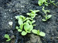 Schnittsalat.webp