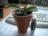 CIMG3343.webp