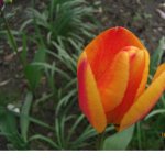 16.04.08 Tulpen und Funkie 007.jpg