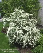 spirea_van_houte.webp