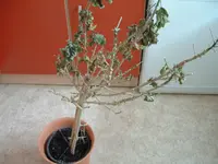 DSCF0009.webp