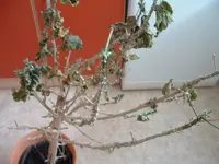 DSCF0010.webp