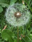 30_04_Pusteblume.jpg