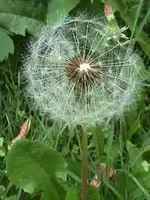 30_04_Pusteblume.webp