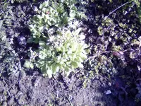 006.webp
