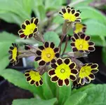 Primula%20'Gold%20Lace'.webp
