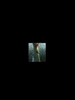 Vogel1.webp