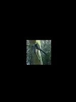 Vogel2.webp