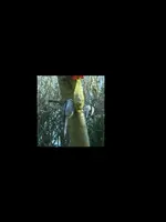 Vogel3.webp