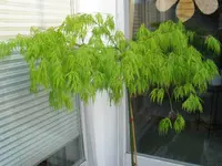 IMG_0816.webp