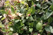 Bild 037.webp