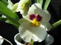 IMG_1203_orch.webp